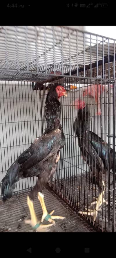 japnees o shamo patha for sale