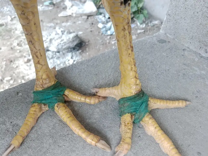 japnees o shamo patha for sale — photo 4