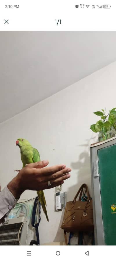 ring nick parrot for sale
