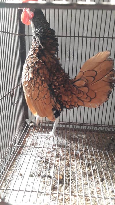 Golden sebright breeder male