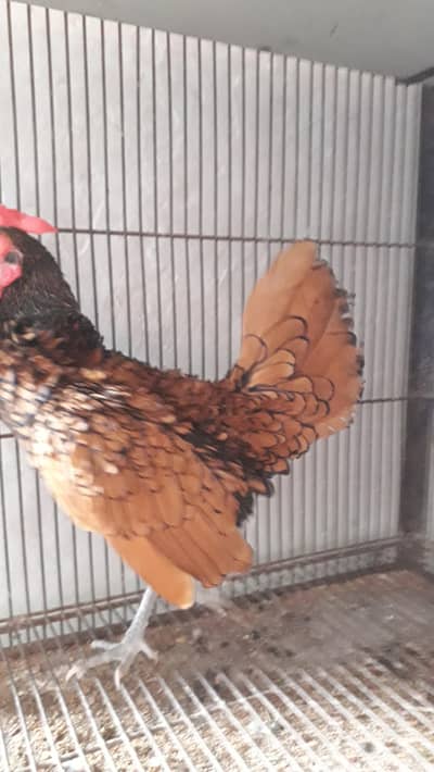 Golden sebright breeder male
