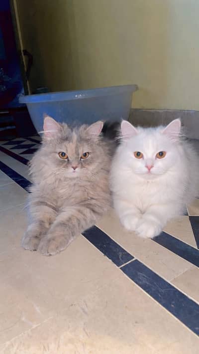 persian cat adult