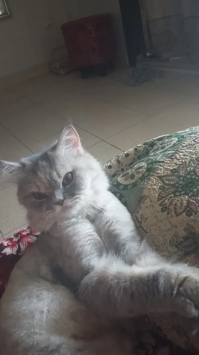 persian cat adult — photo 2