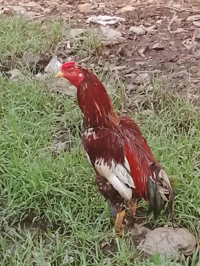 Red Aseel cock