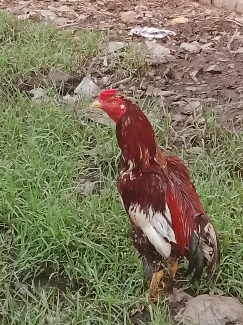 Red Adeel cock — photo 2