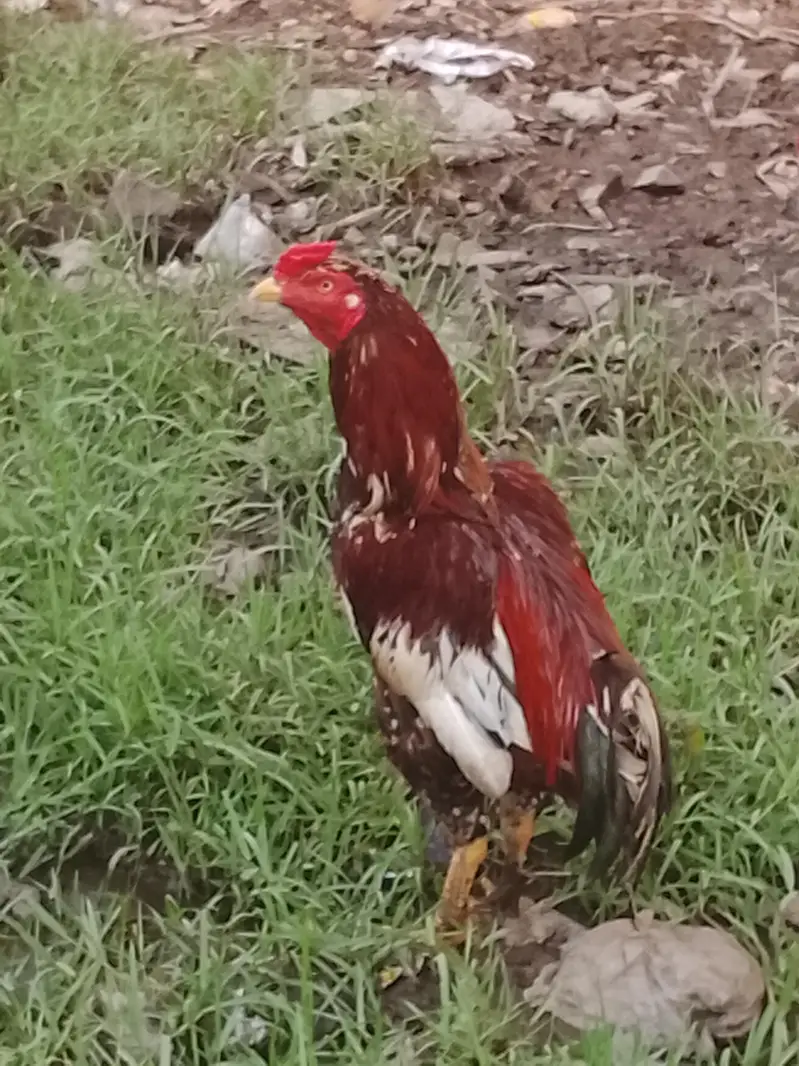 Red Adeel cock — photo 3