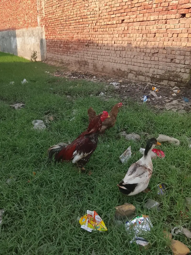 Red Adeel cock — photo 4