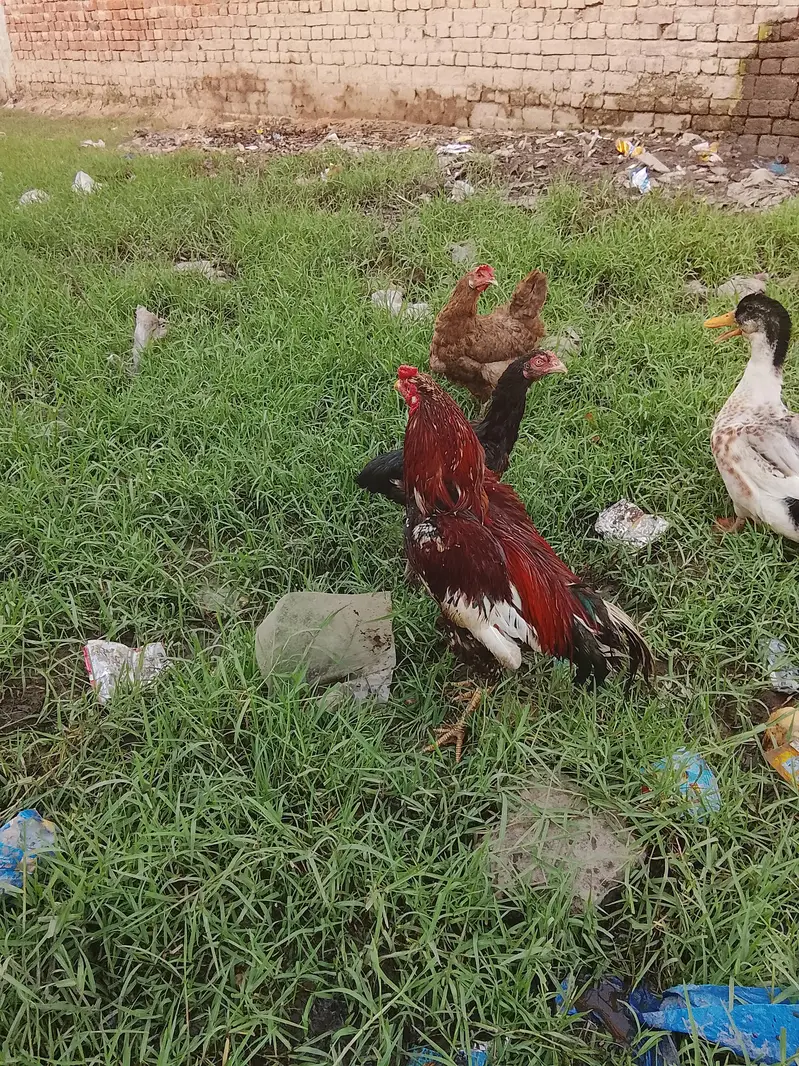 Red Adeel cock — photo 5