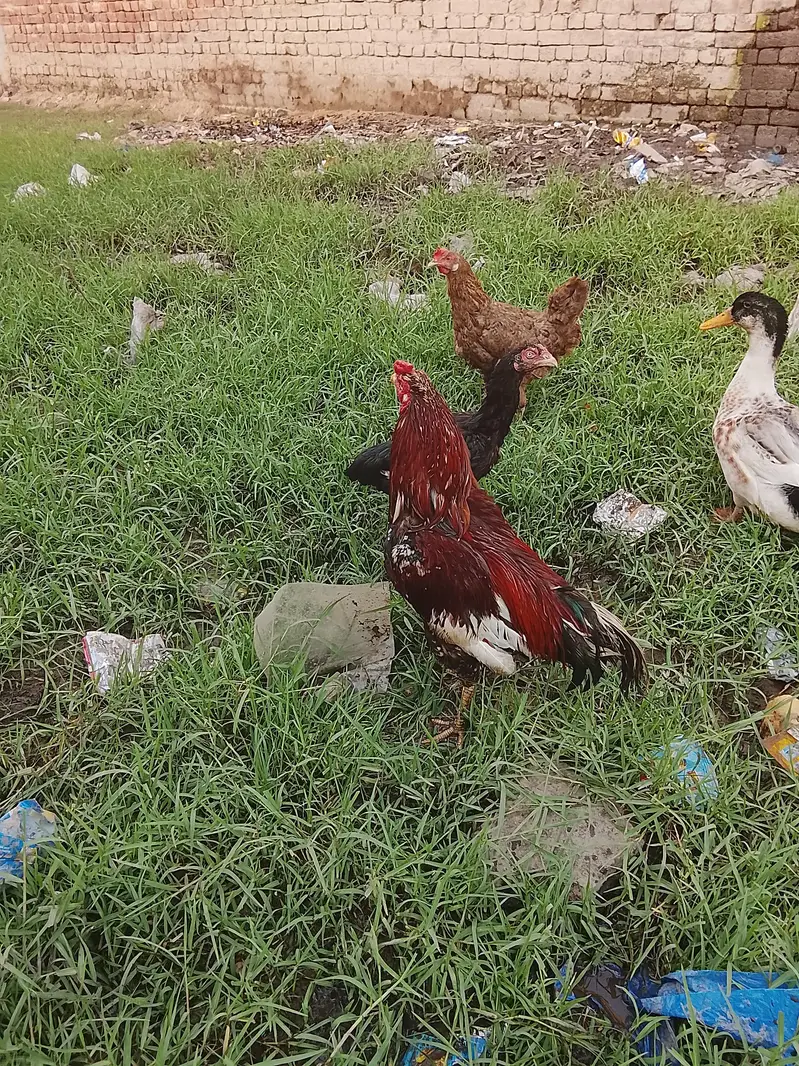 Red Adeel cock — photo 6