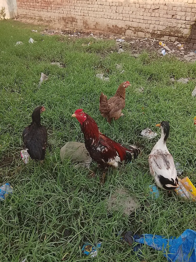 Red Adeel cock — photo 7