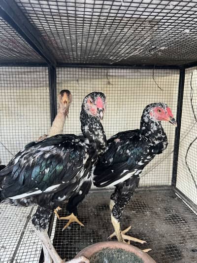 Top Quality Home Breed Shamo Aseel and Jawa Aseel Pathy and Pathian