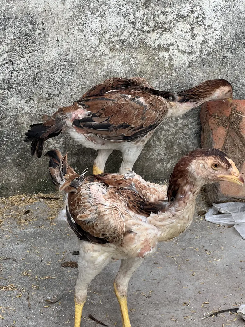 Top Quality Home Breed Shamo Aseel and Jawa Aseel Pathy and Pathian — photo 3