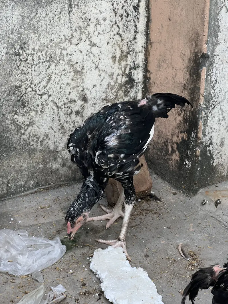 Top Quality Home Breed Shamo Aseel and Jawa Aseel Pathy and Pathian — photo 4