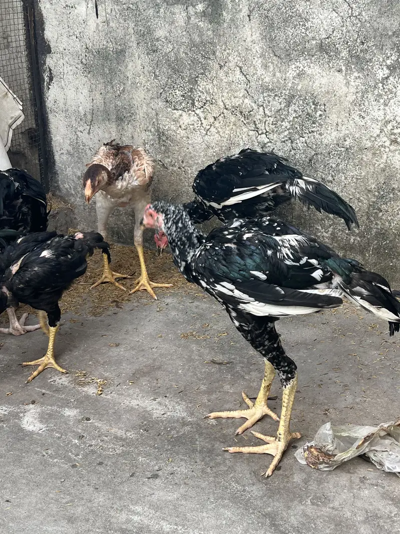 Top Quality Home Breed Shamo Aseel and Jawa Aseel Pathy and Pathian — photo 5
