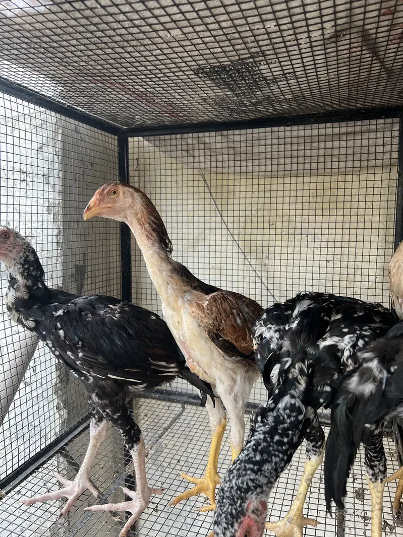 Top Quality Home Breed Shamo Aseel and Jawa Aseel Pathy and Pathian — photo 7