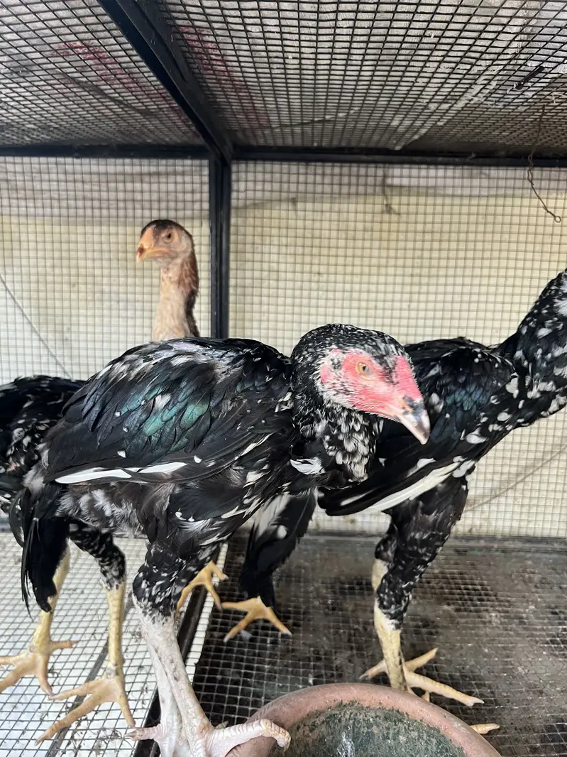 Top Quality Home Breed Shamo Aseel and Jawa Aseel Pathy and Pathian — photo 8