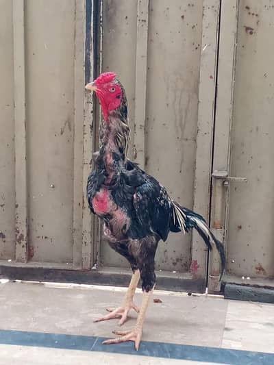 pure Aseel hens