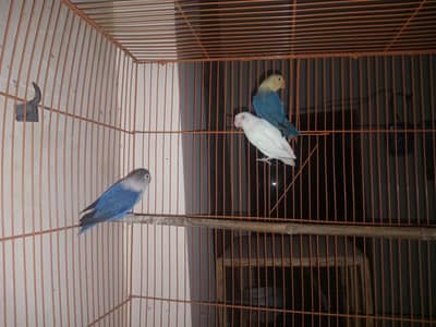 Love Birds,  Cocktails, Doves, Jawa