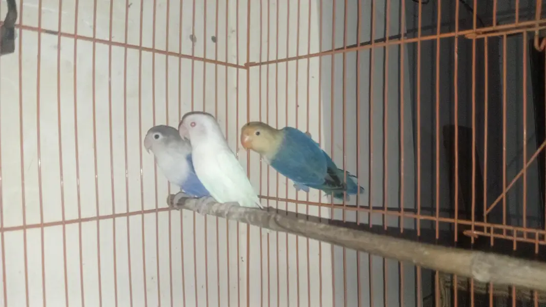 Love Birds,  Cocktails, Doves, Jawa — photo 2