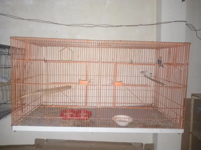 Love Birds,  Cocktails, Doves, Jawa — photo 3