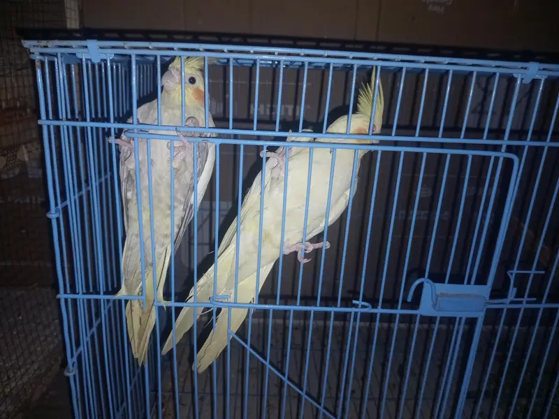 Love Birds,  Cocktails, Doves, Jawa — photo 4