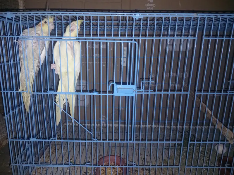 Love Birds,  Cocktails, Doves, Jawa — photo 5