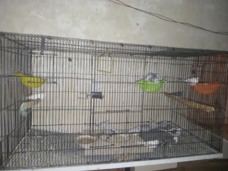 Love Birds,  Cocktails, Doves, Jawa — photo 6