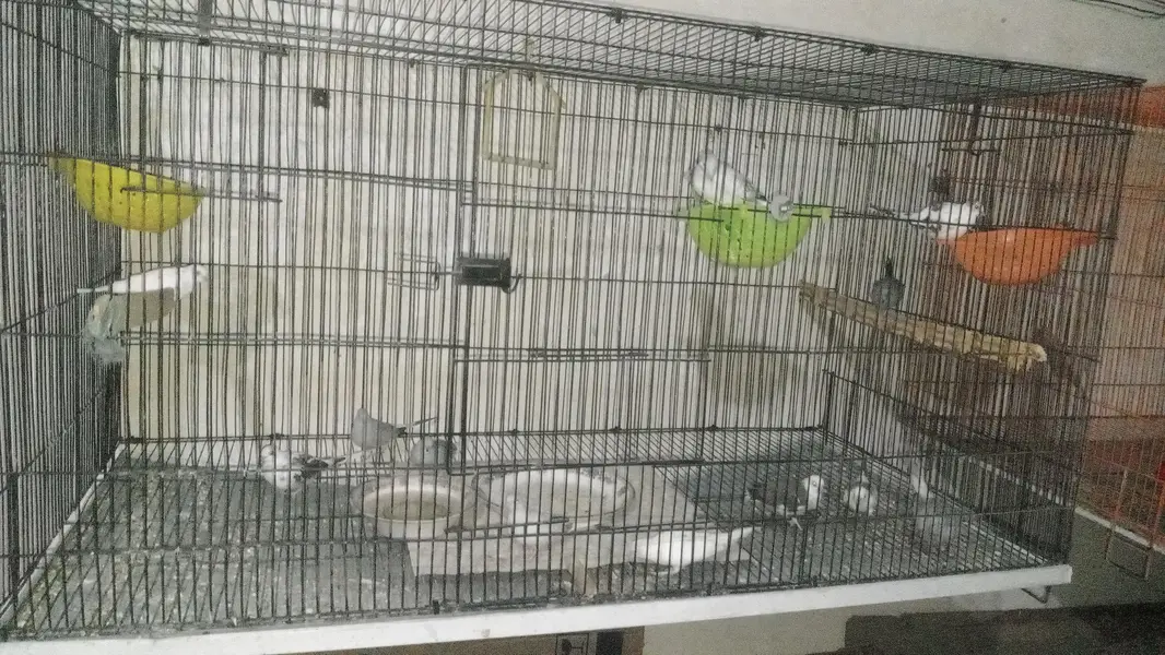 Love Birds,  Cocktails, Doves, Jawa — photo 7
