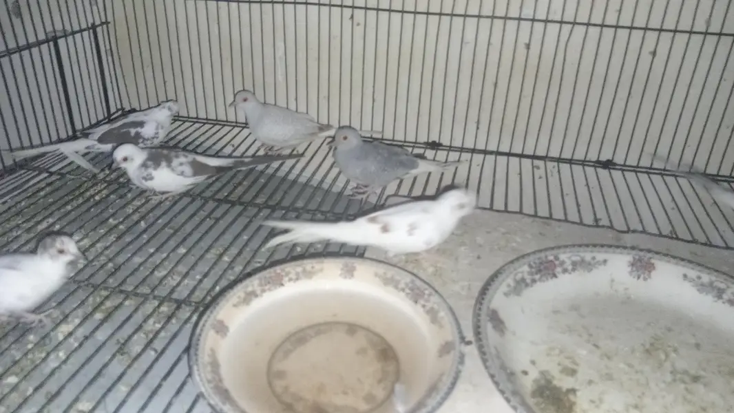 Love Birds,  Cocktails, Doves, Jawa — photo 8