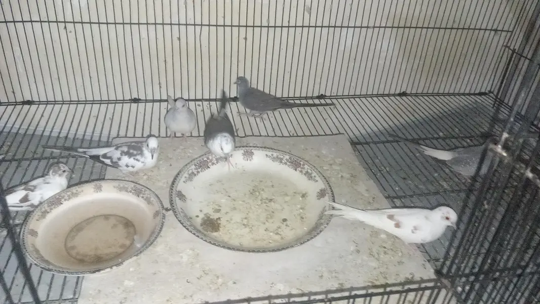 Love Birds,  Cocktails, Doves, Jawa — photo 9