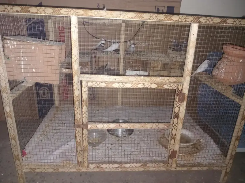 Love Birds,  Cocktails, Doves, Jawa — photo 10