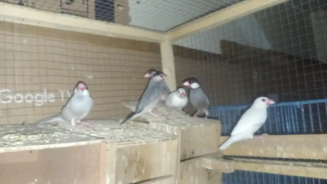 Love Birds,  Cocktails, Doves, Jawa — photo 11