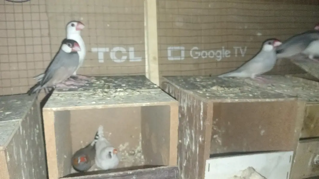 Love Birds,  Cocktails, Doves, Jawa — photo 12