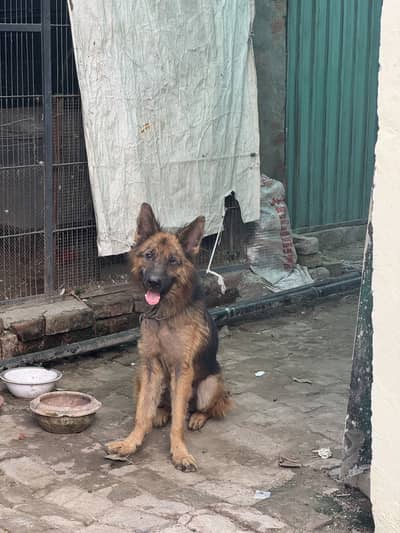 Good dog for a secauriy