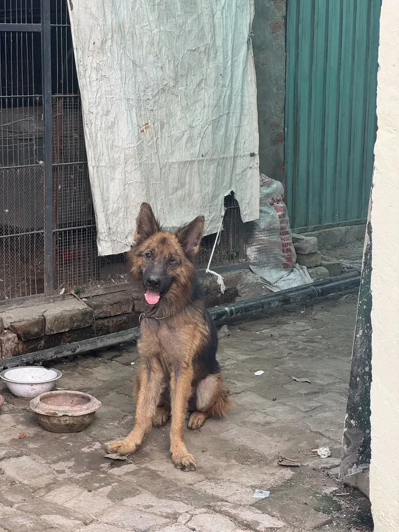 Good dog for a secauriy