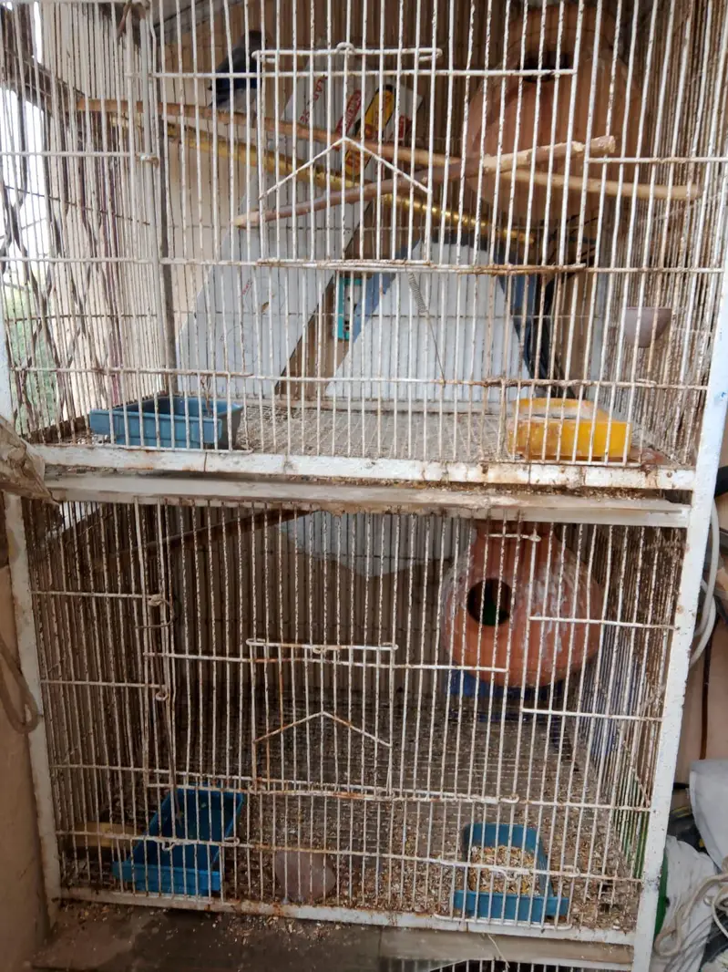 Birds and Cages for sale — photo 2