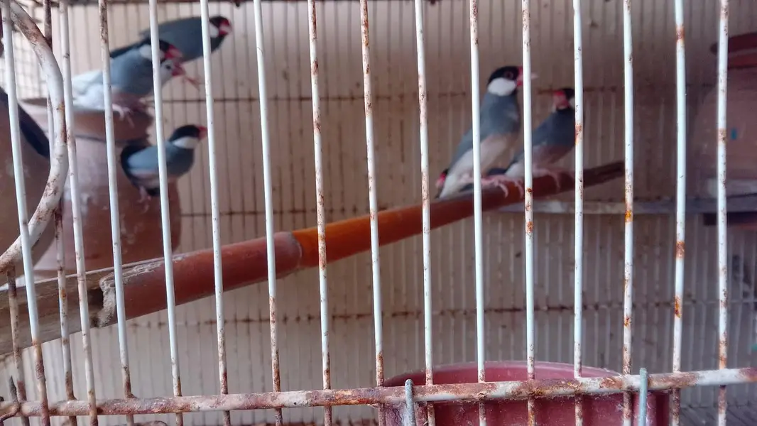 Birds and Cages for sale — photo 4