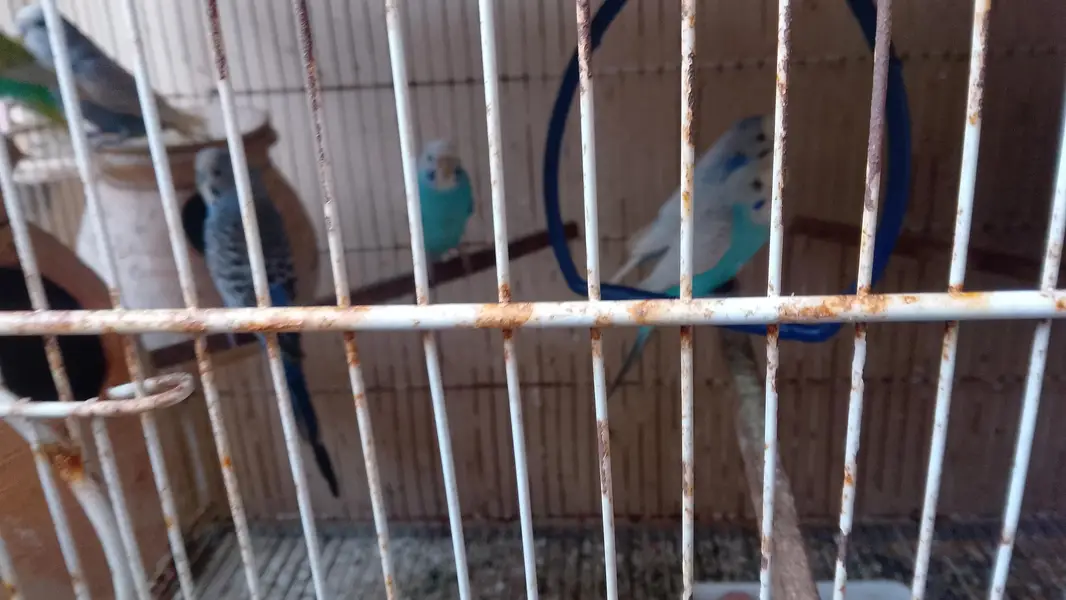 Birds and Cages for sale — photo 5