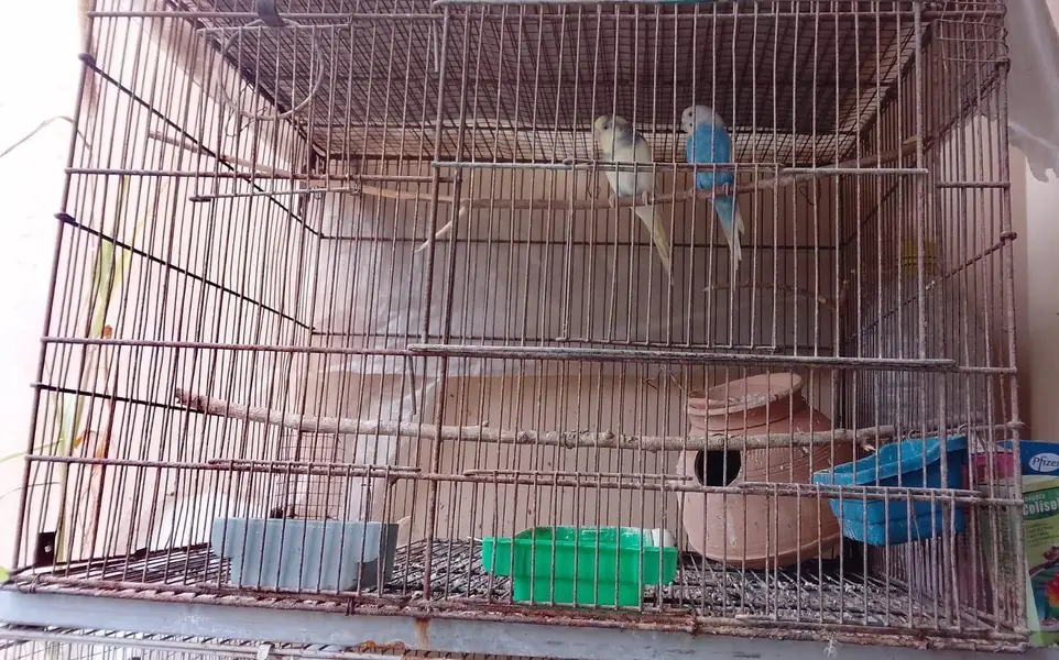 Birds and Cages for sale — photo 6