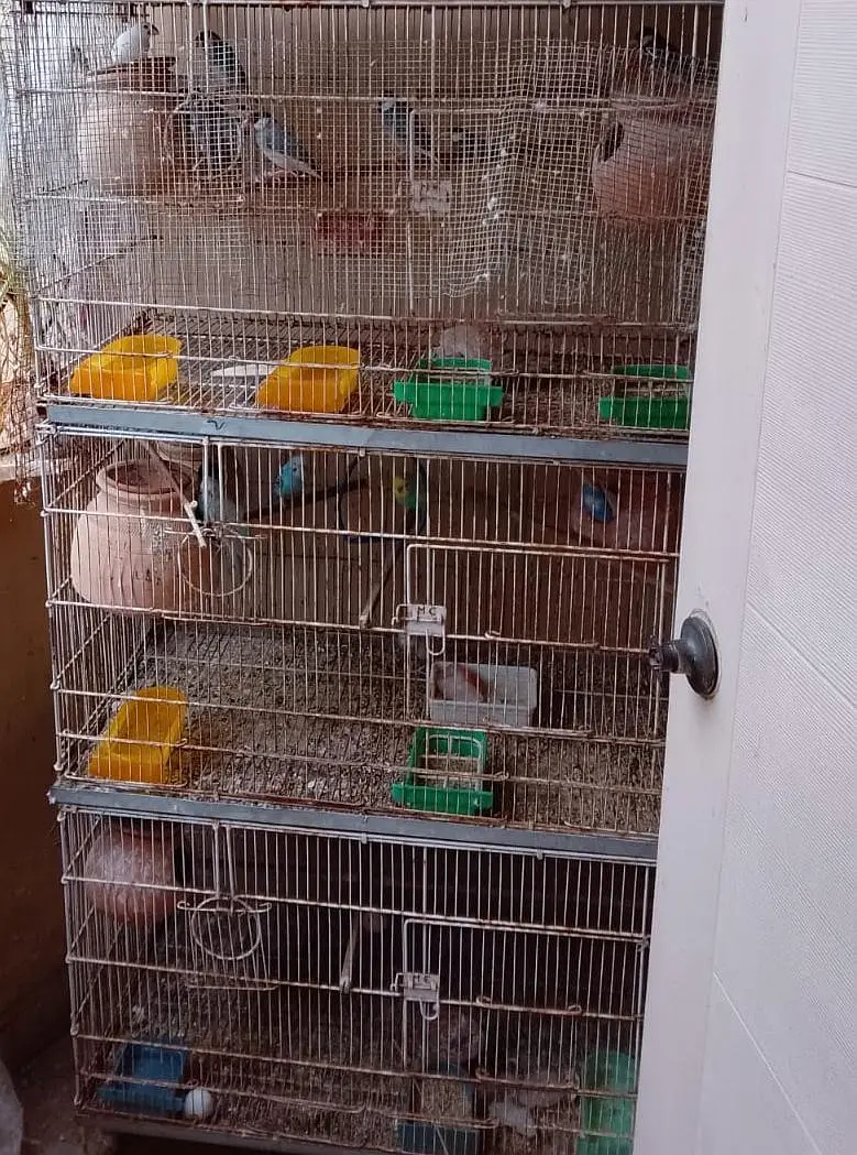Birds and Cages for sale — photo 7