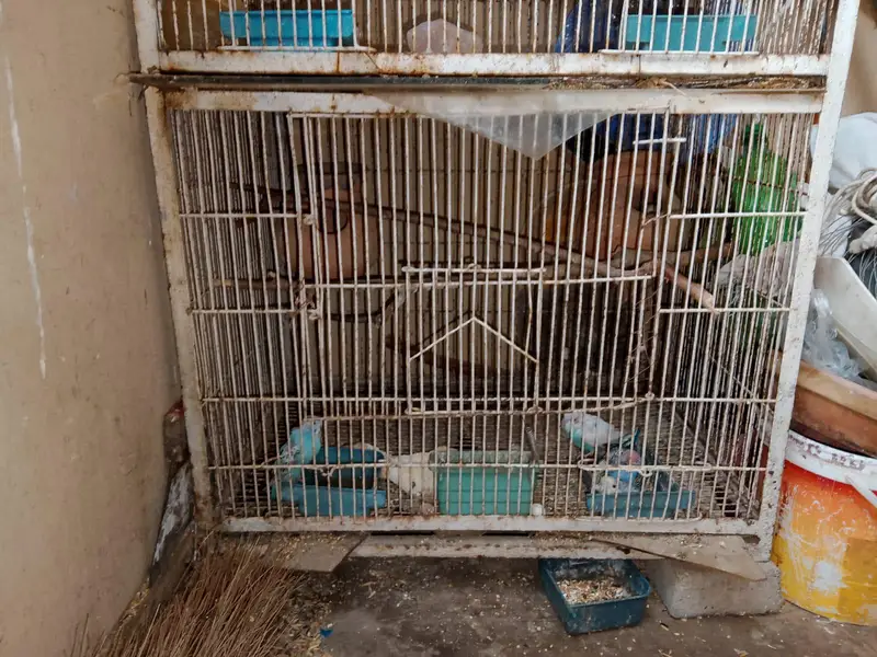 Birds and Cages for sale — photo 8