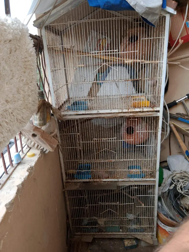 Birds and Cages for sale — photo 9
