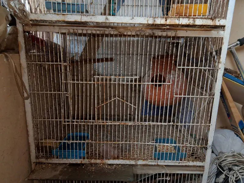 Birds and Cages for sale — photo 10