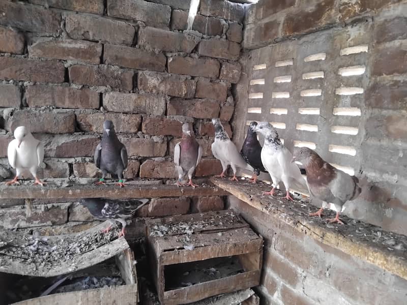 kabootar 0