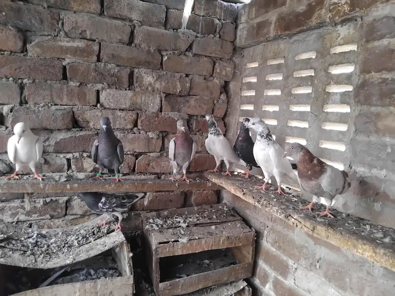kabootar
