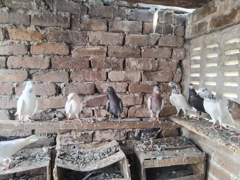 kabootar — photo 2