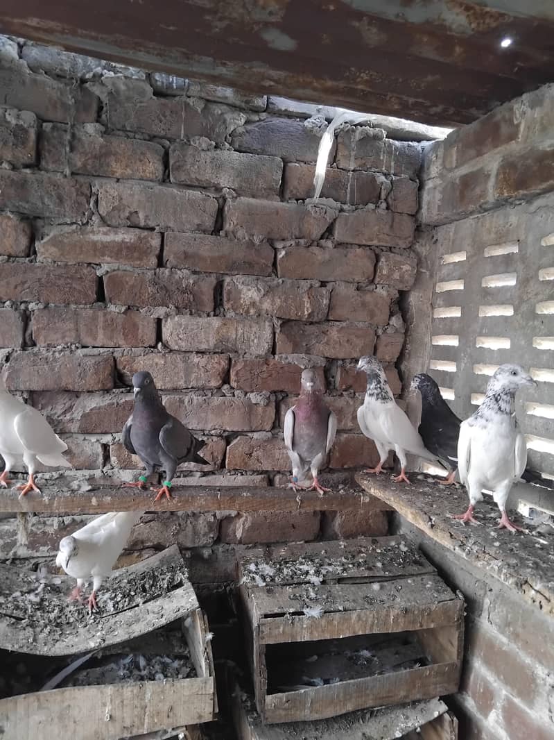 kabootar 2