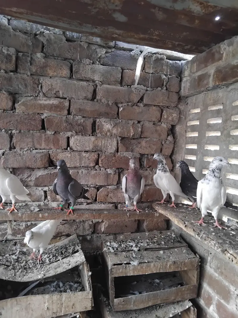 kabootar — photo 3