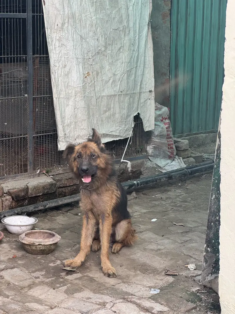 Good dog for a secauriy — photo 4