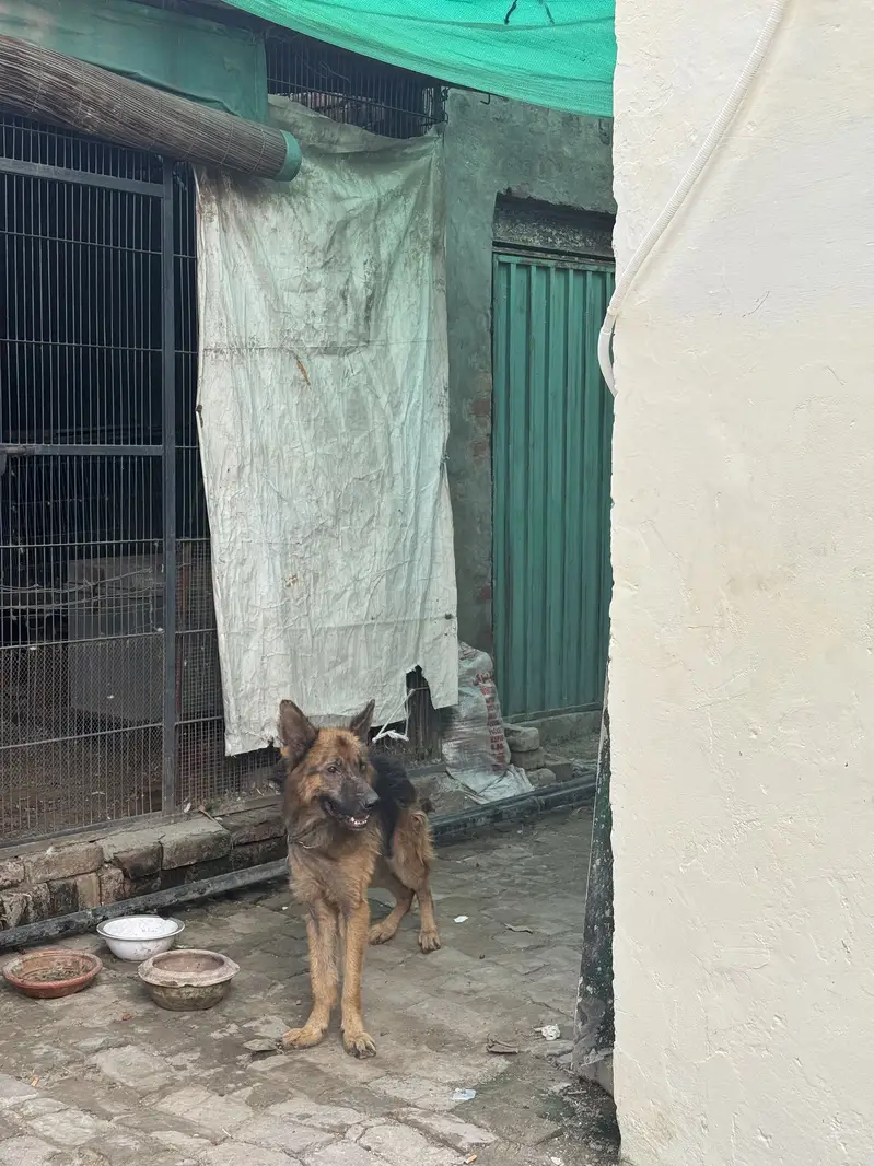 Good dog for a secauriy — photo 5